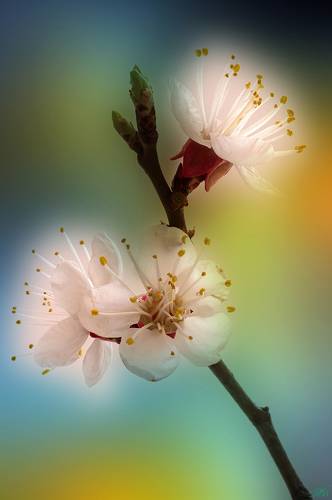 Apricot Blossoms