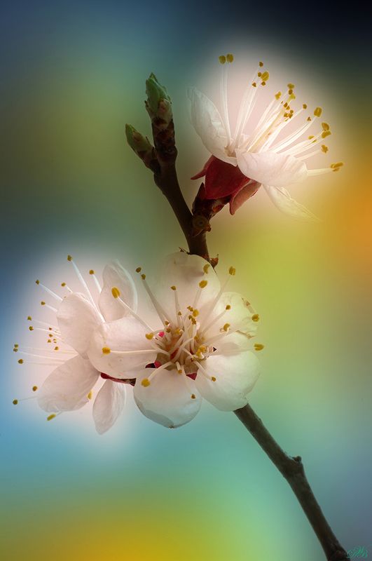 apricot, blossom, close-up, color, colors, color image, macro, nature, photography, tree, white, Apricot Blossoms фото превью