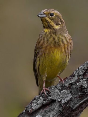 Yellowhammer.