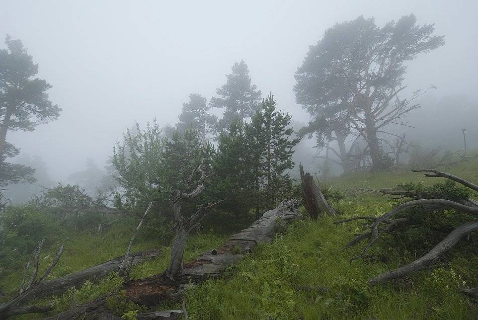 , Саша  Вайсберг / Waldschnepfe /