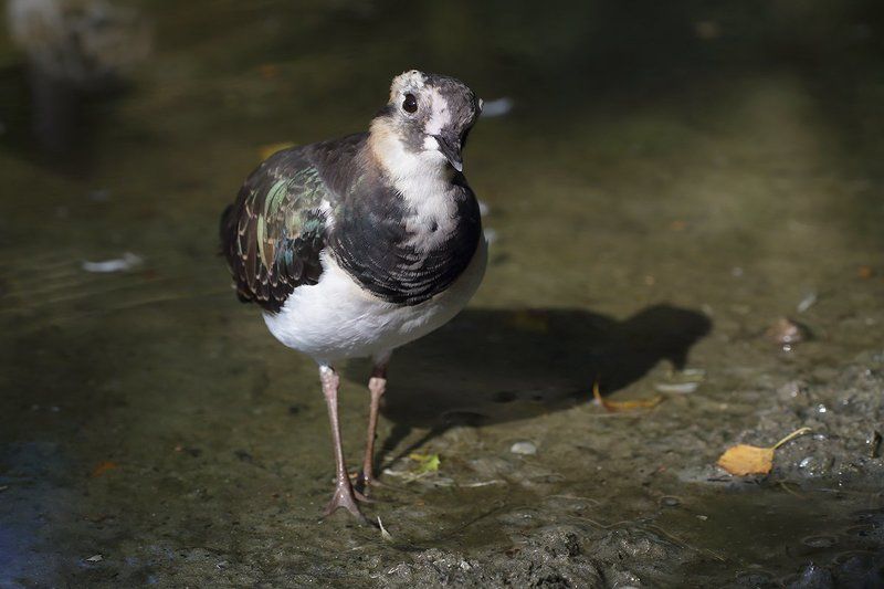 из жизни пернатых фото превью