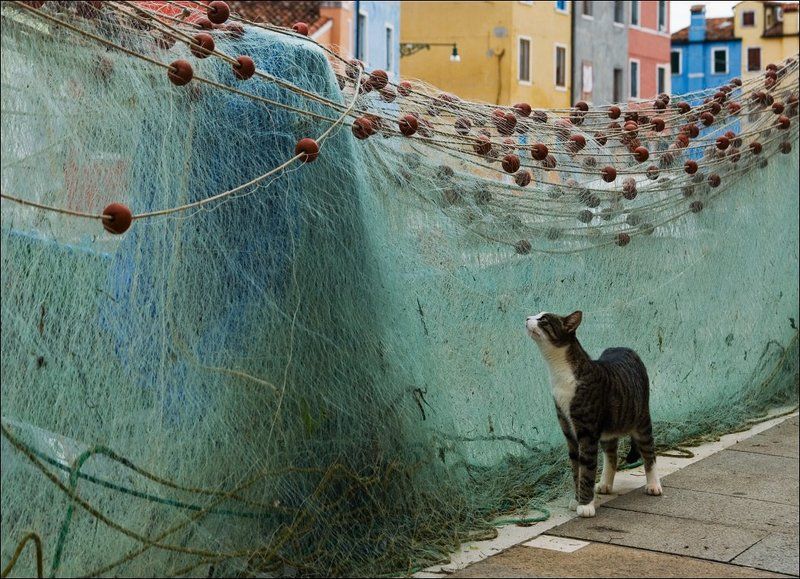 На запах фото превью