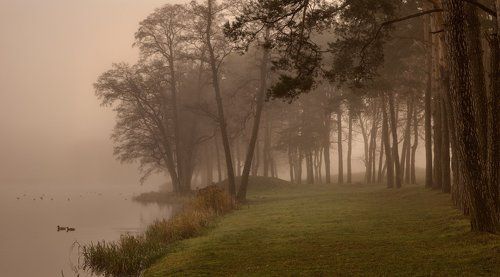 На туманном берегу