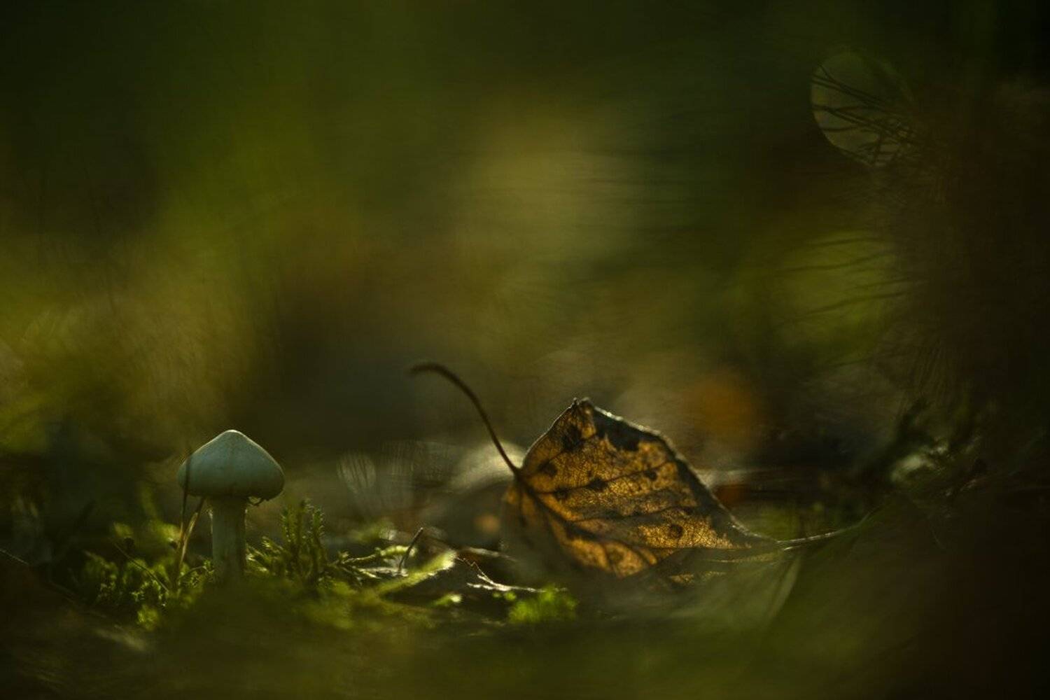 , Геннадий Мещеряков