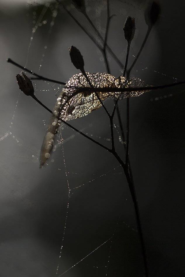 , Иваненко Светлана