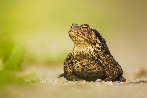 Bufo bufo