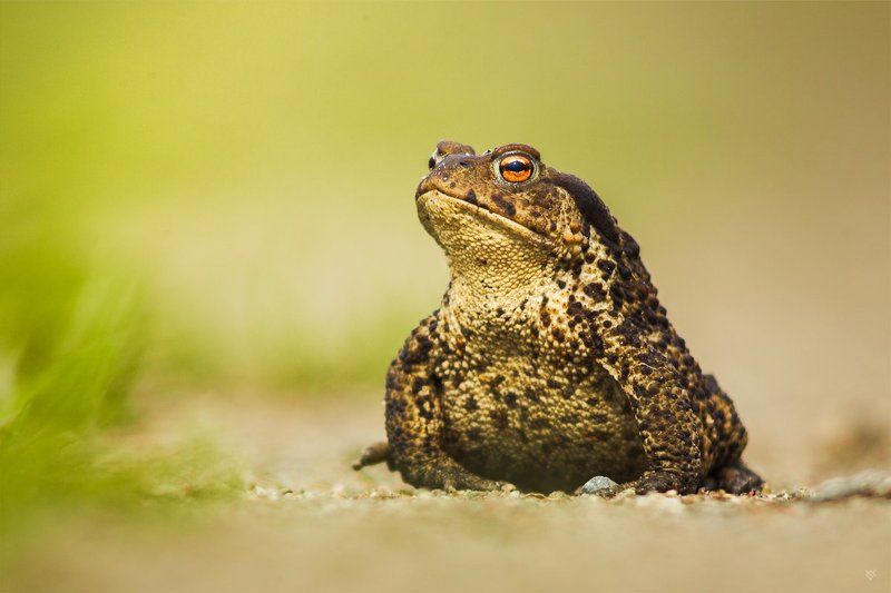 Bufo bufo фото превью