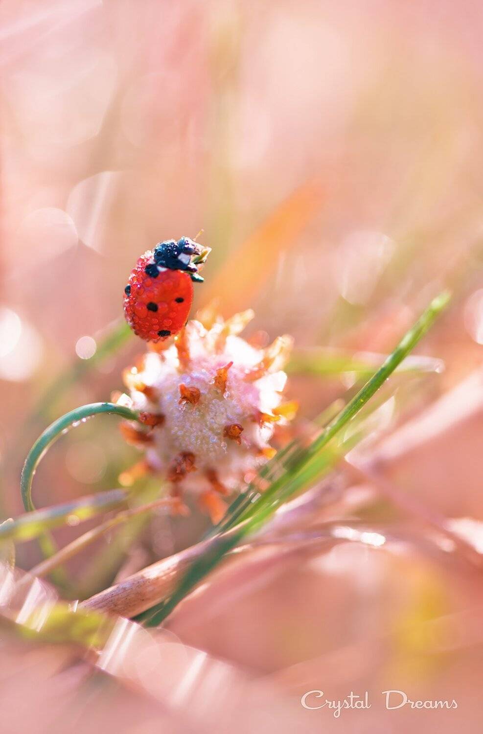 Color, Crystal Dreams, Drops, Grass, Ladybug, Light, Morning, Татьяна Крылова