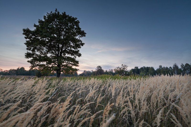 А в поле Дуб фото превью