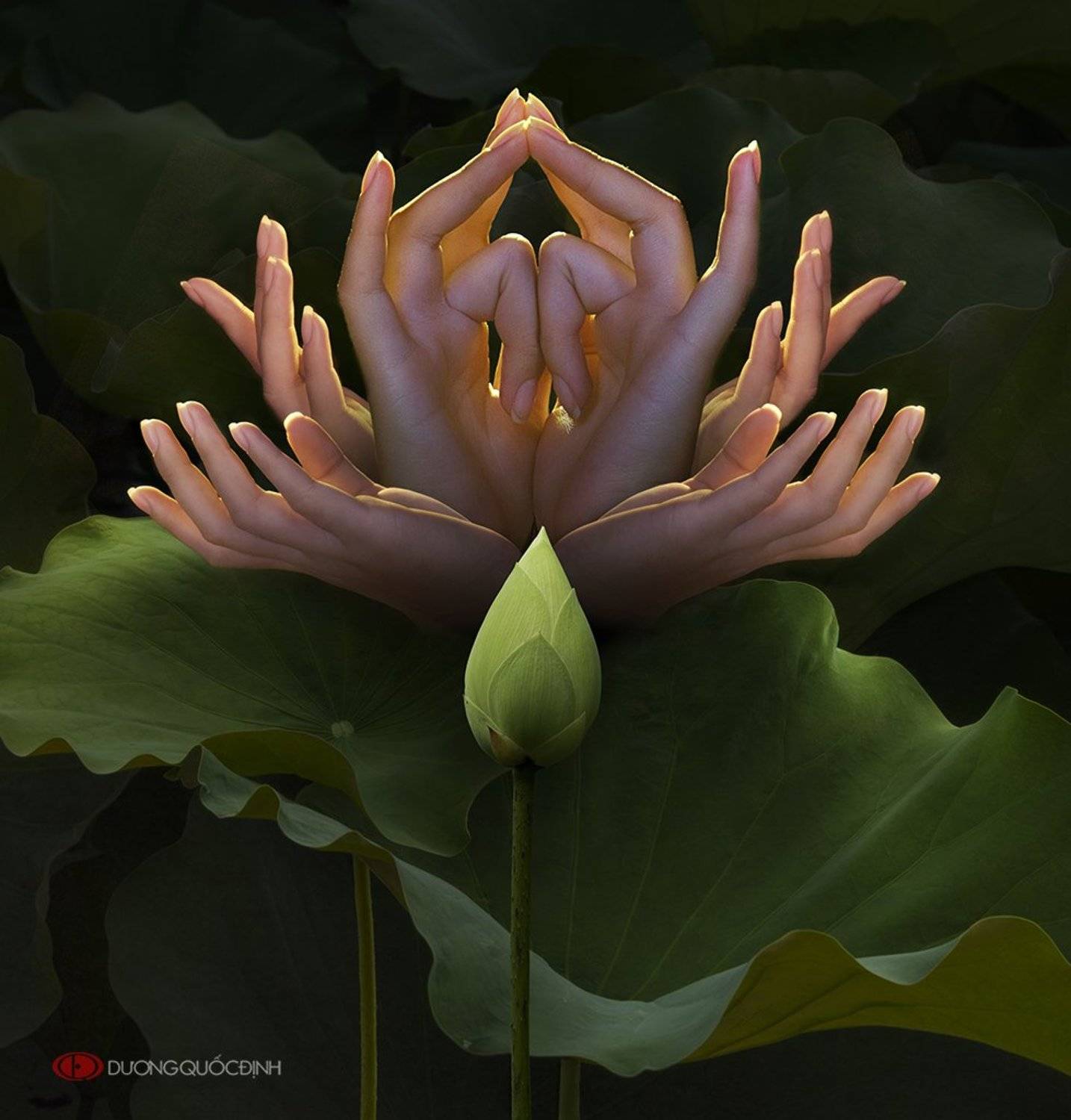 , duong quoc dinh