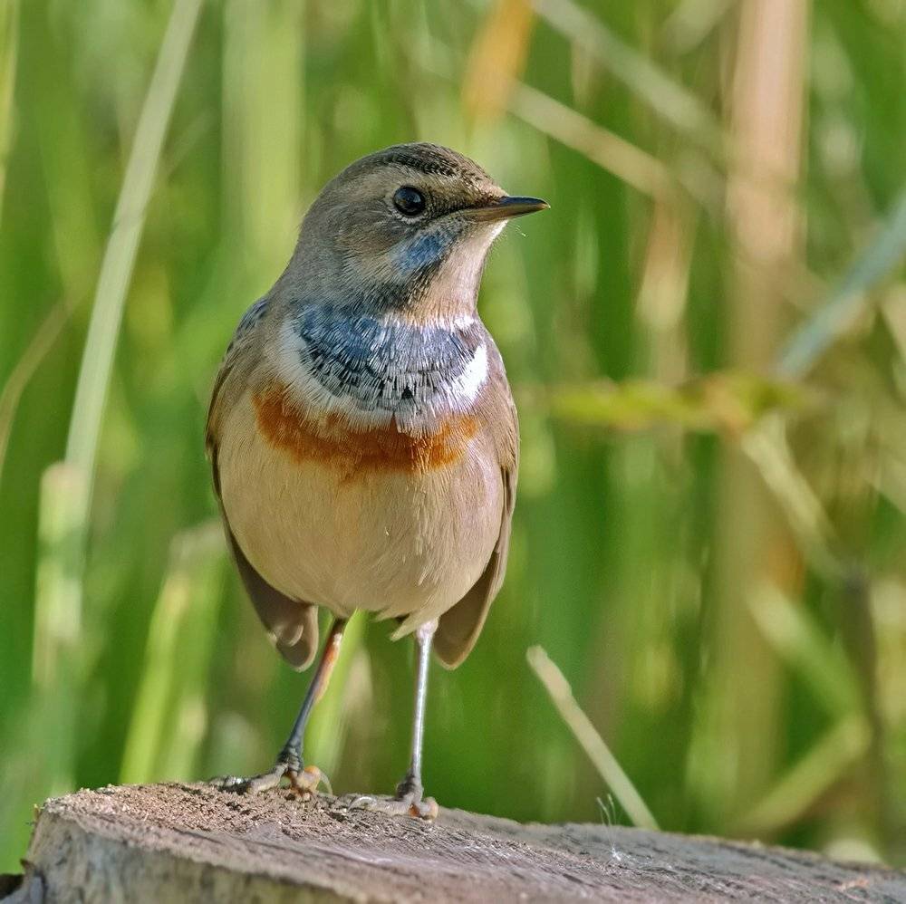 варакушка, Alexey Gnilenkov