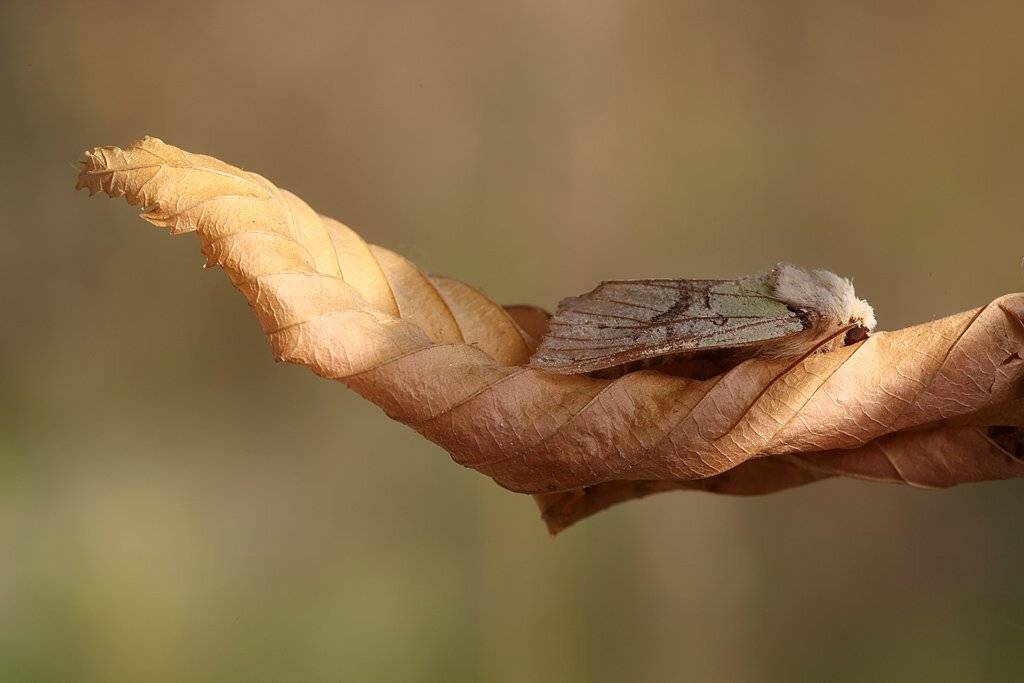 , Сергей Таланов