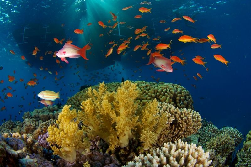 Красное море фото превью