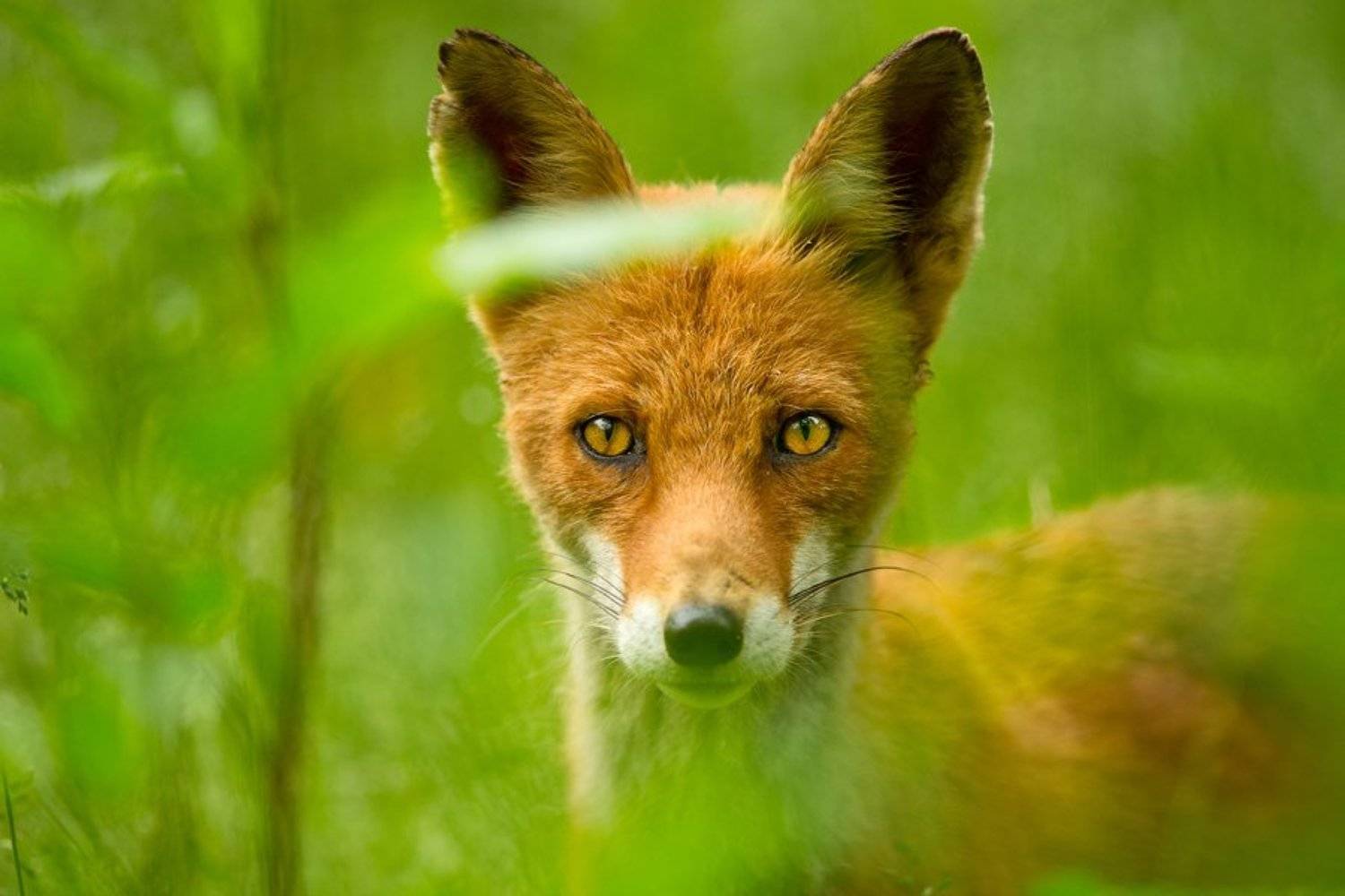 , Илья Гомыранов