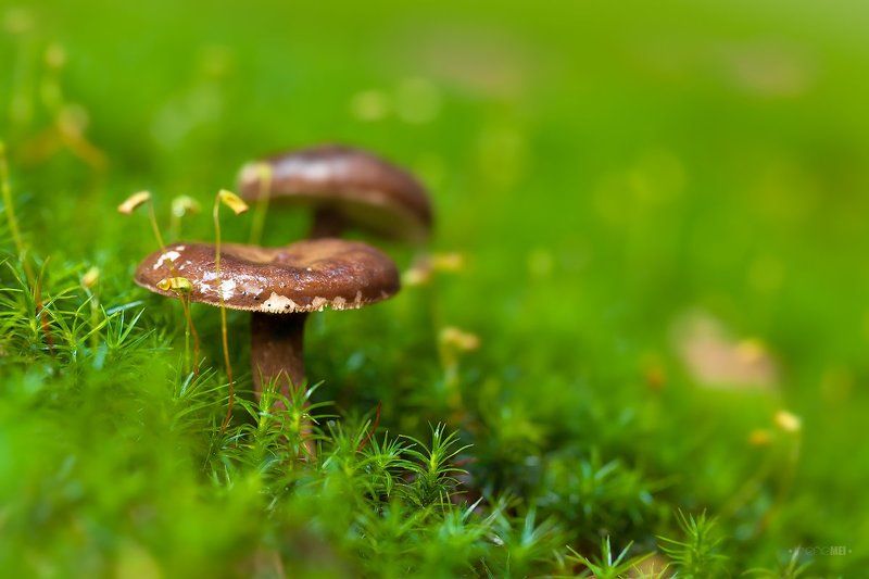 Лесные Обитатели фото превью