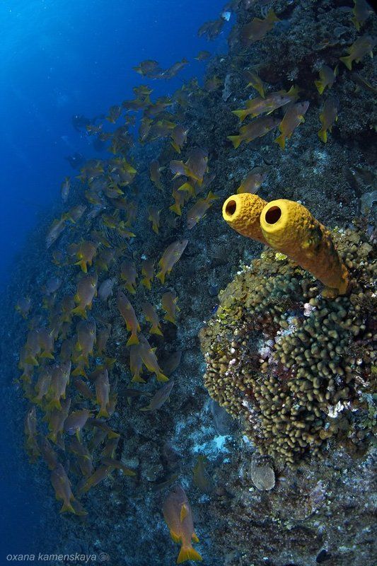 Губка Боб - Круглые Штаны :) фото превью