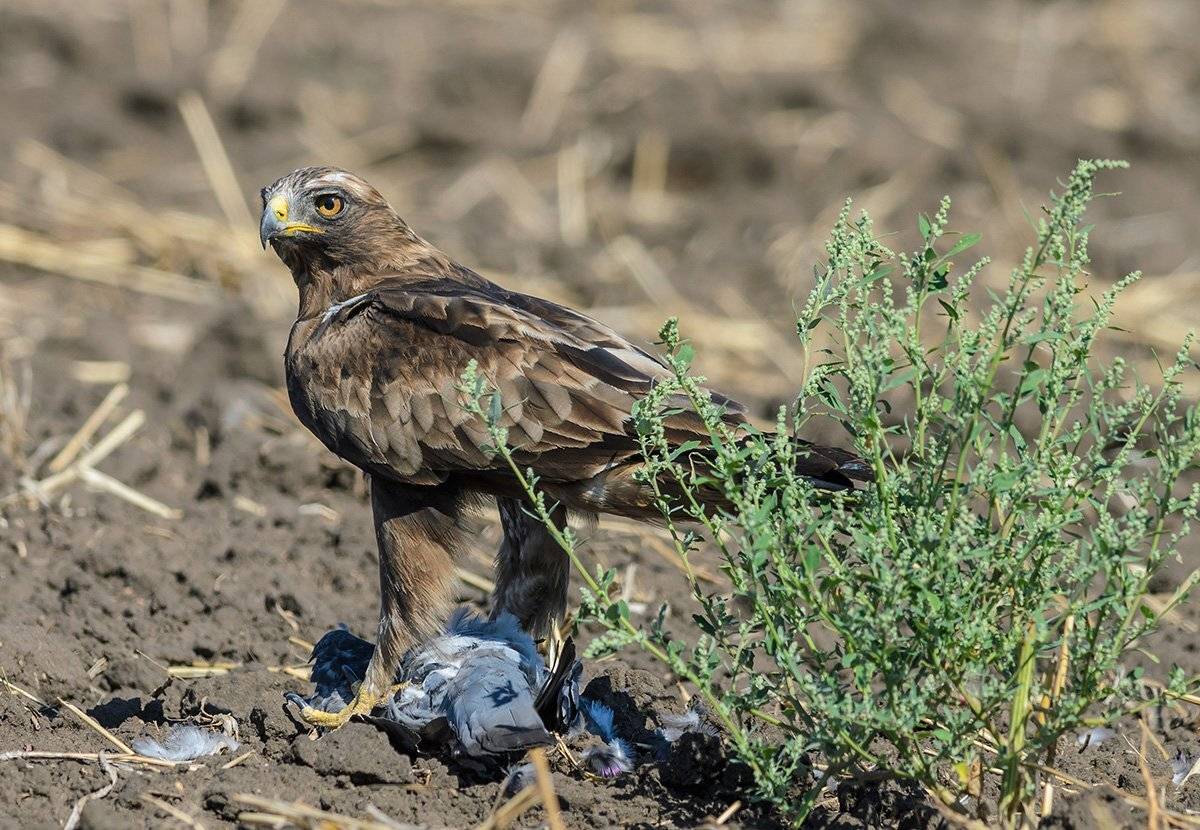 , алексей овчинников
