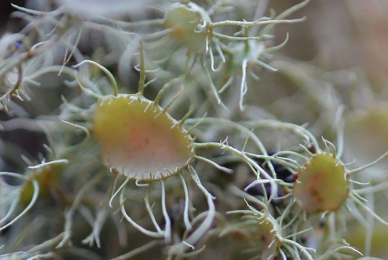 Царство мха и лишайников. фото превью