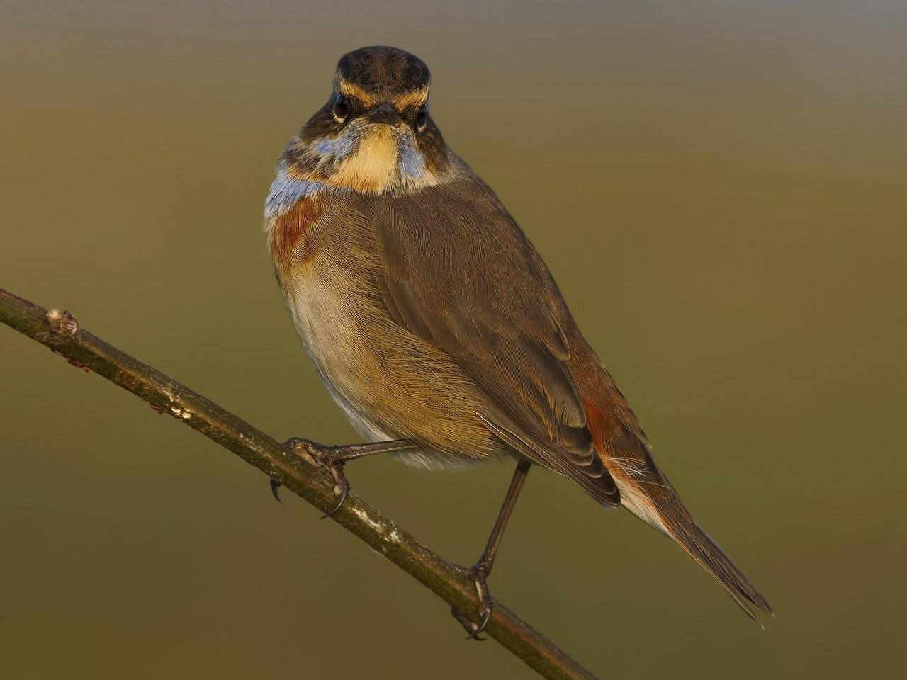 , Ляпустин Юра