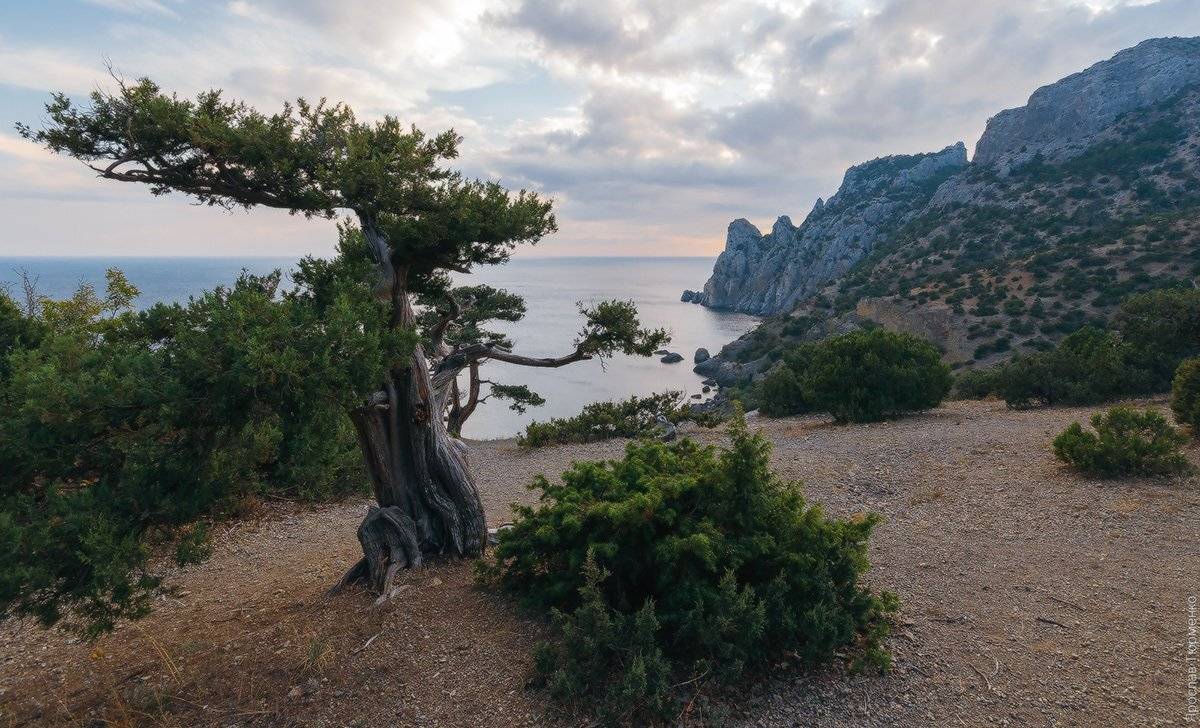 , Ярослав Тюрменко (Jaremi)