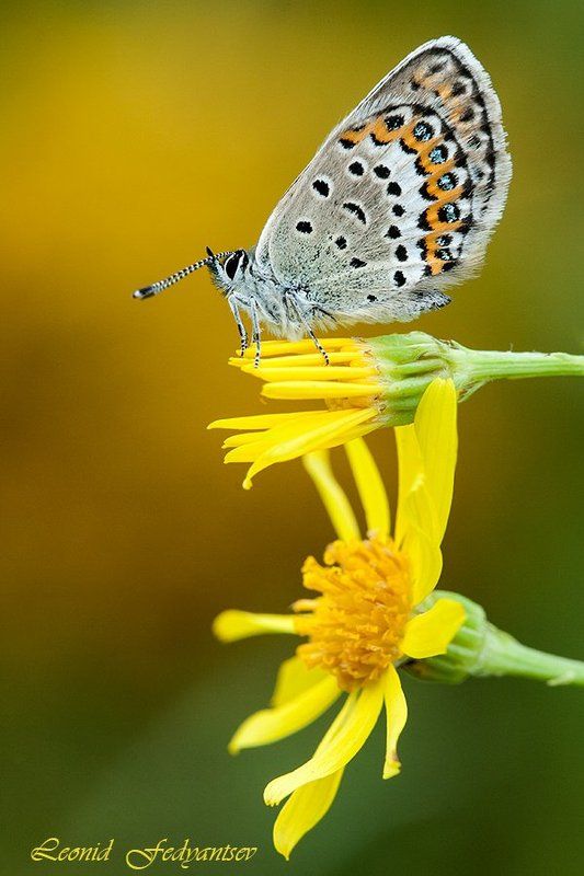 Портрет голубянки Идас фото превью