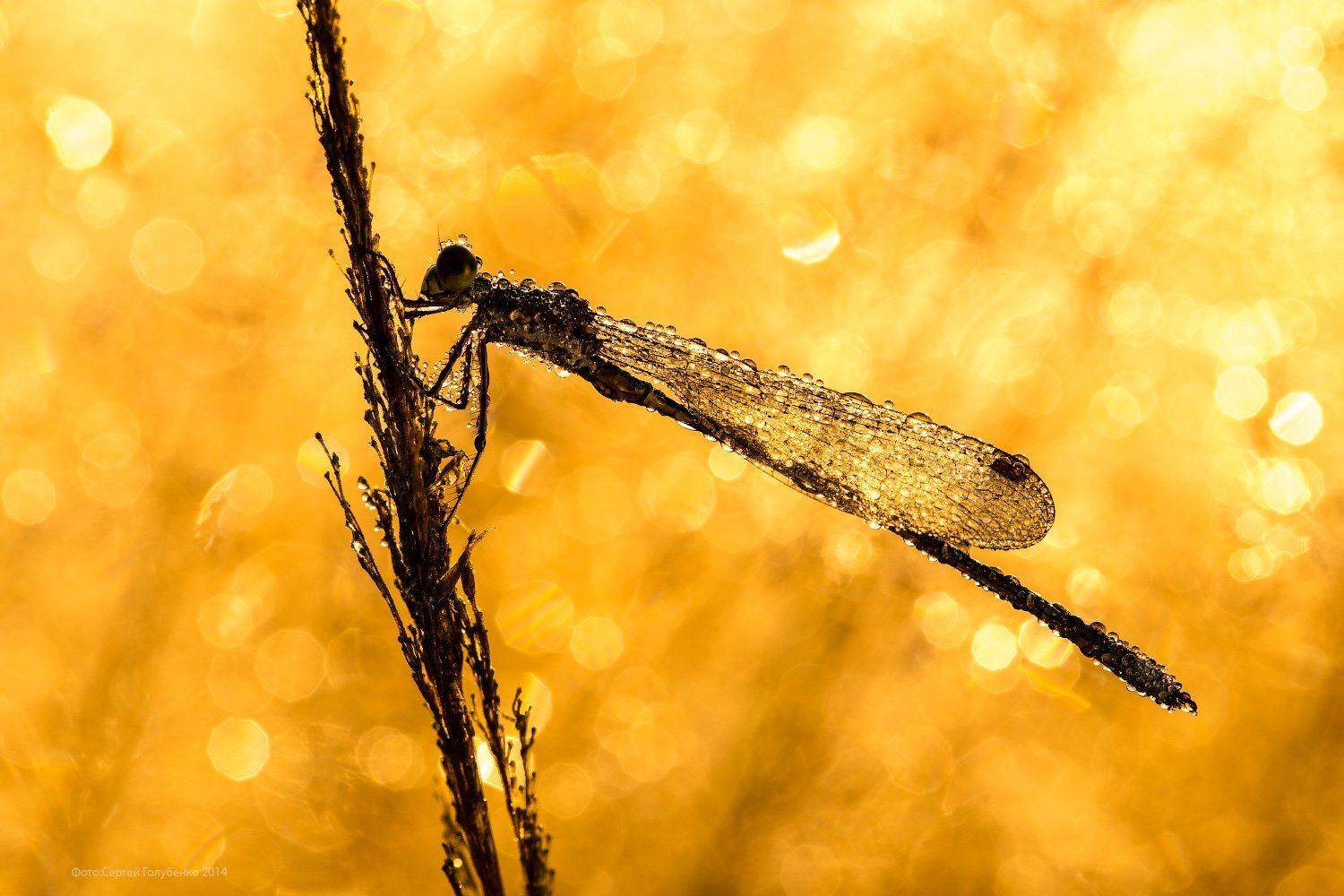 , Сергей Голубенко