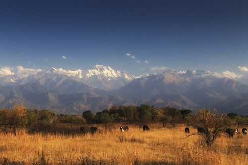 Осенний пейзаж с коровами и воронами