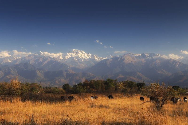 Осенний пейзаж с коровами и воронами фото превью