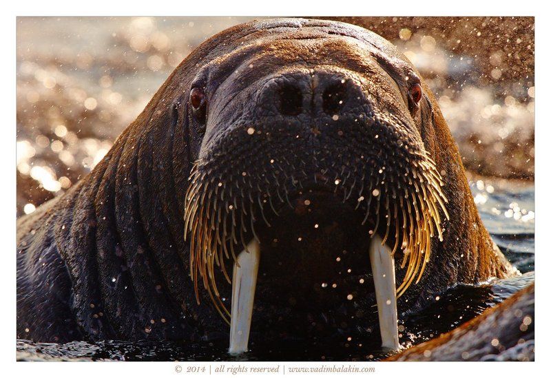 Морж, Норвегия, Шпицберген Морж фото превью