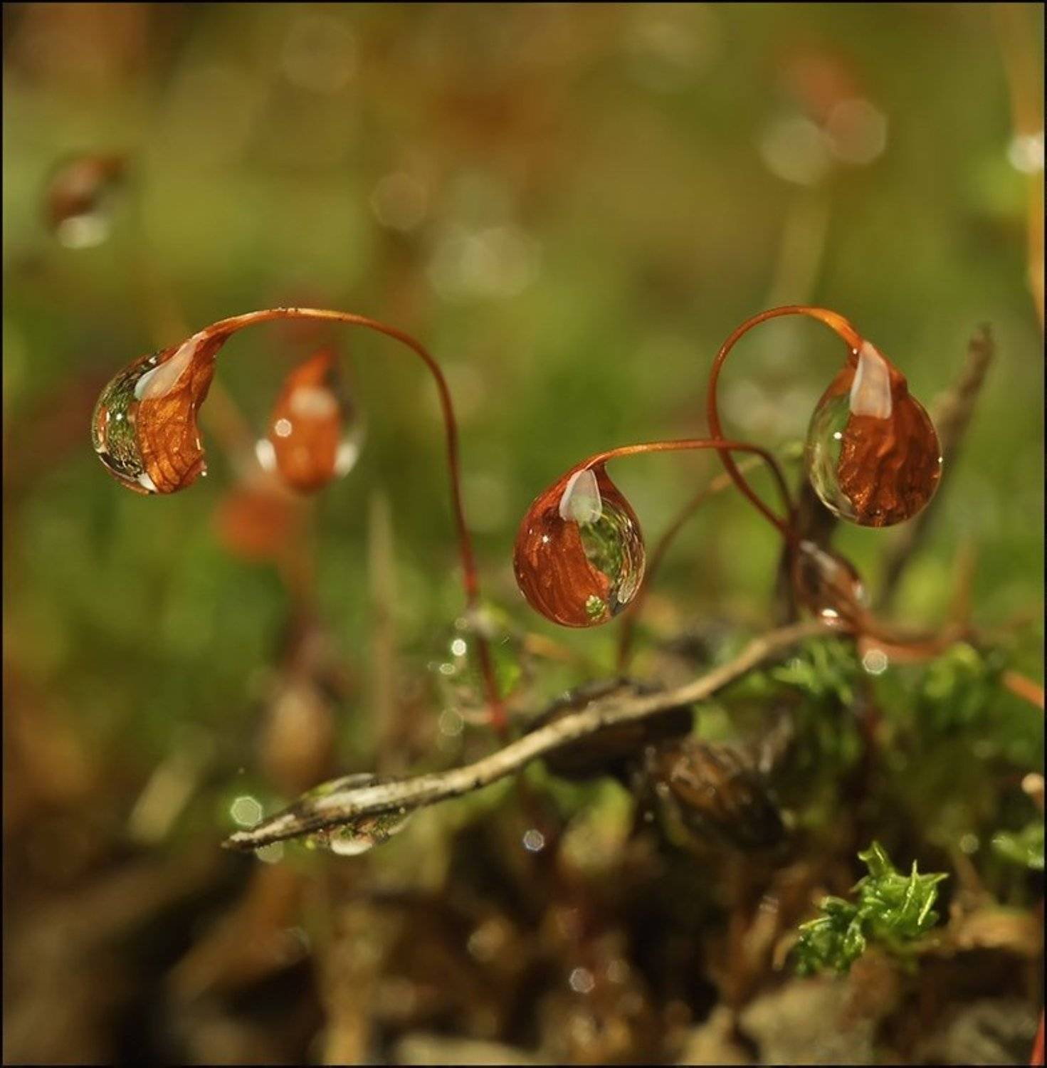 , Андрей Осокин