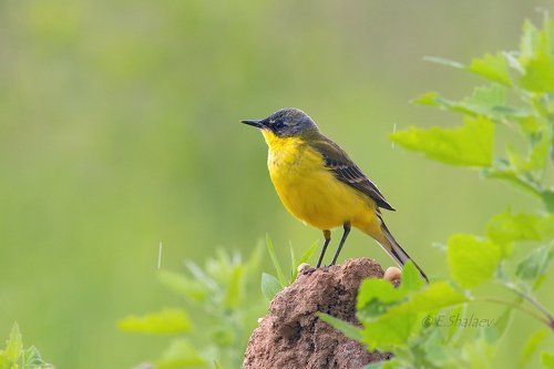 Western yellow wagtail ,Жёлтая трясогузка - Motacilla flava