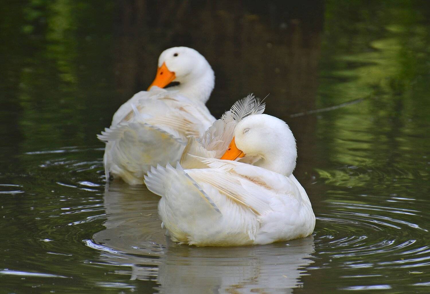 , алексей овчинников
