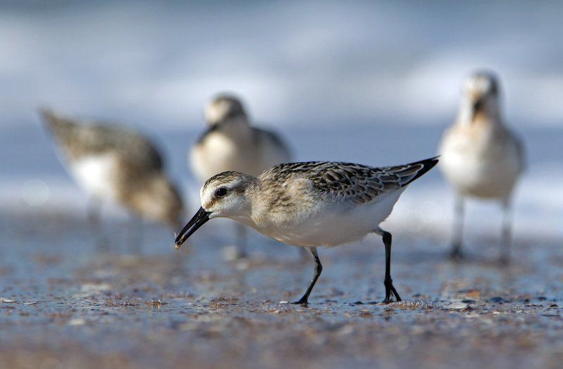Calidris alba фото превью