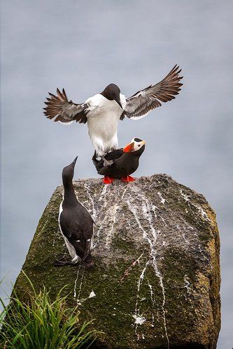 Базар на птичьем базаре