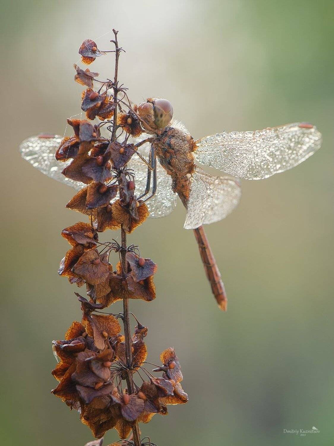 , Кузнецов Дмитрий