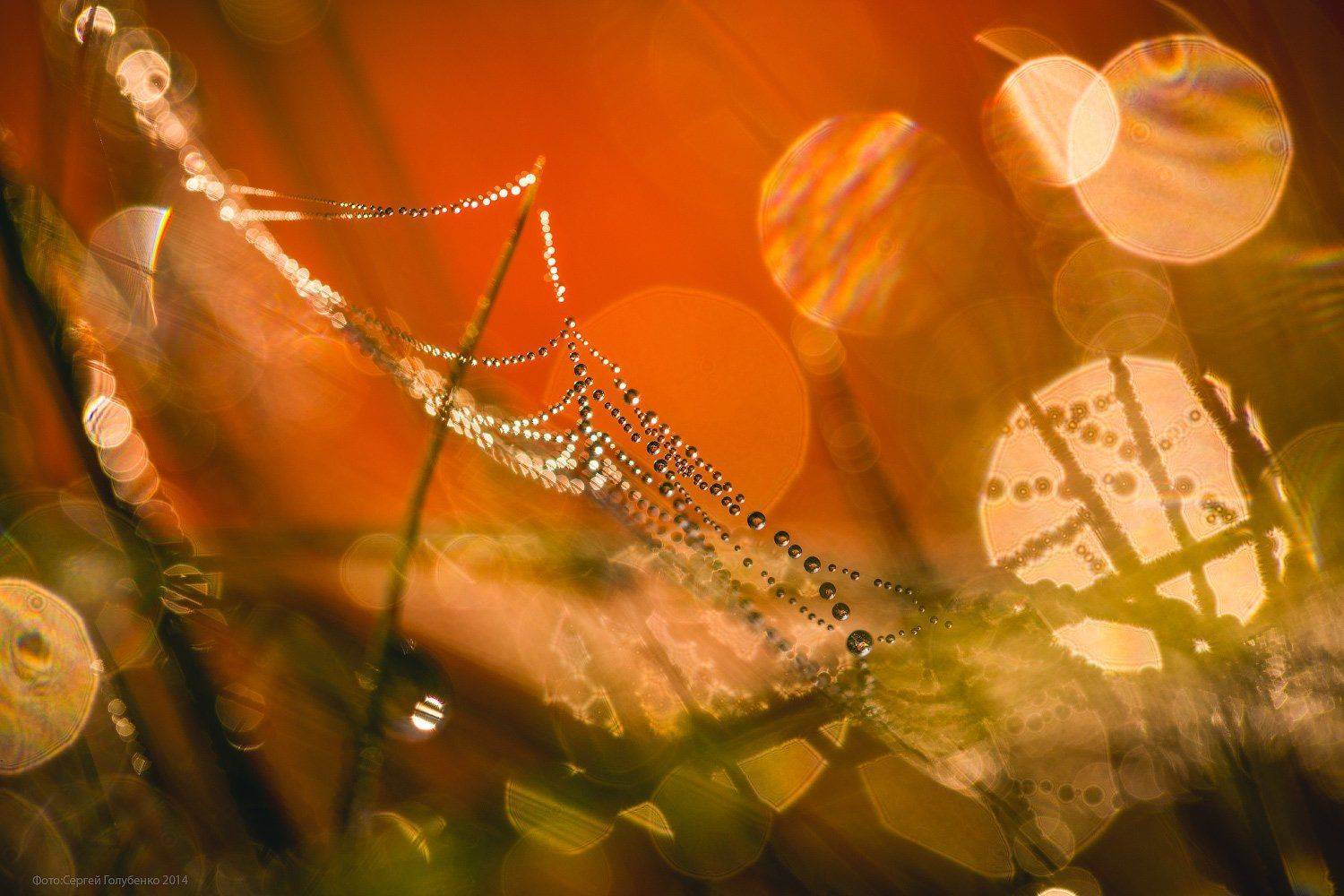 , Сергей Голубенко