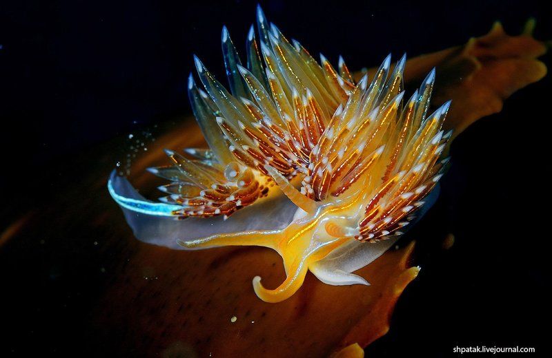 Бухта Рудная. Красавчик нуди.. фото превью