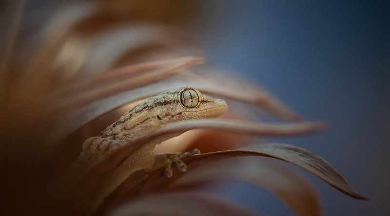 Геккон-малютка. фото превью