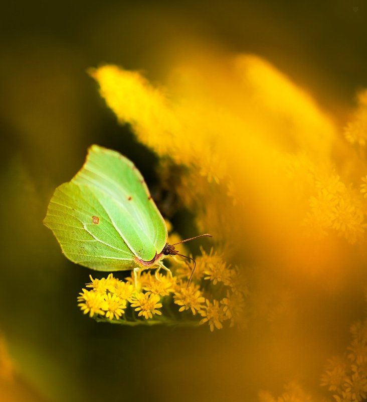 Gonepteryx rhamni фото превью