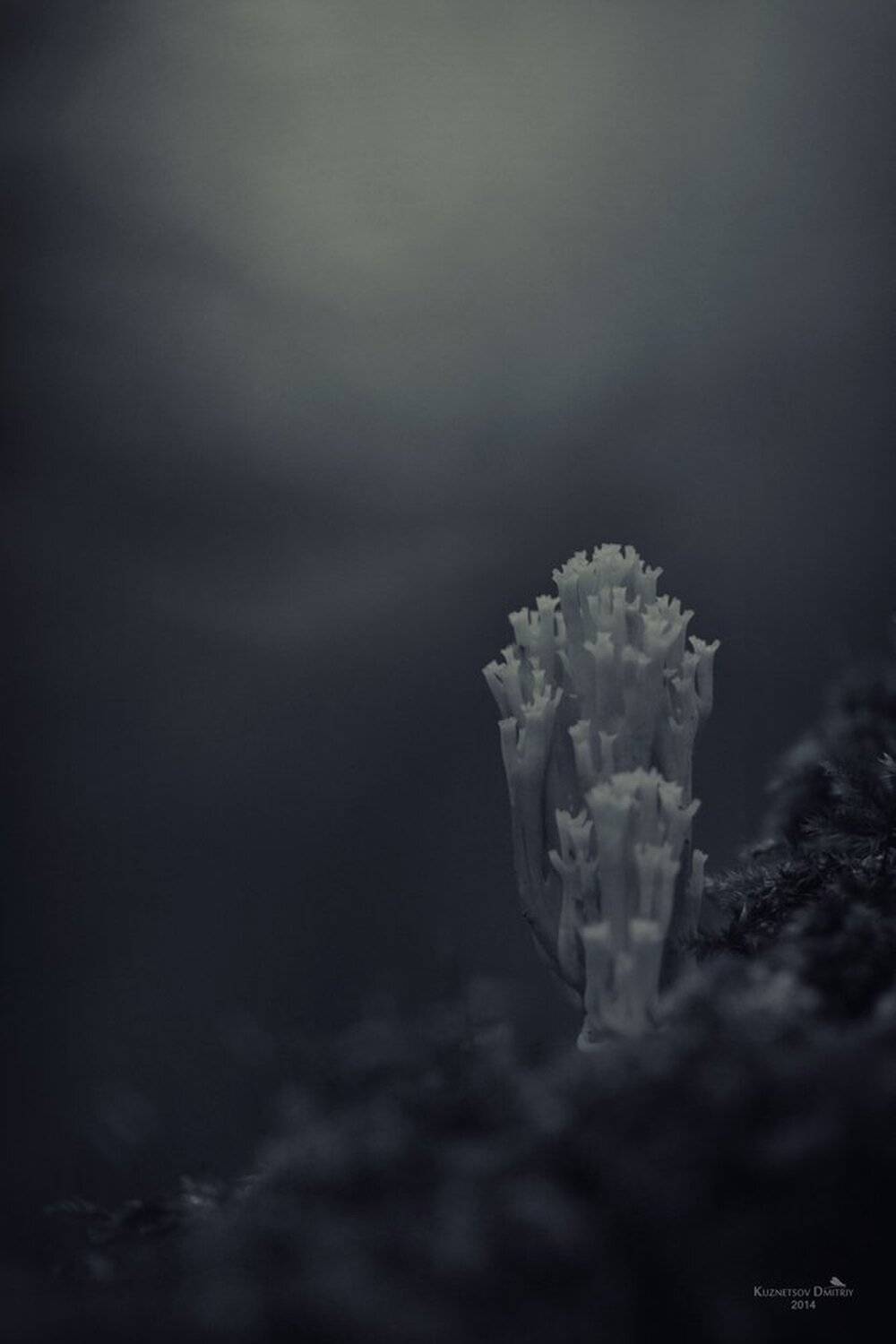 , Кузнецов Дмитрий