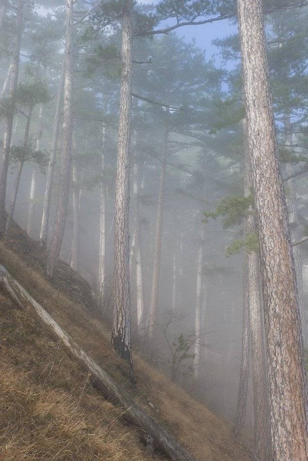 , Саша  Вайсберг / Waldschnepfe /