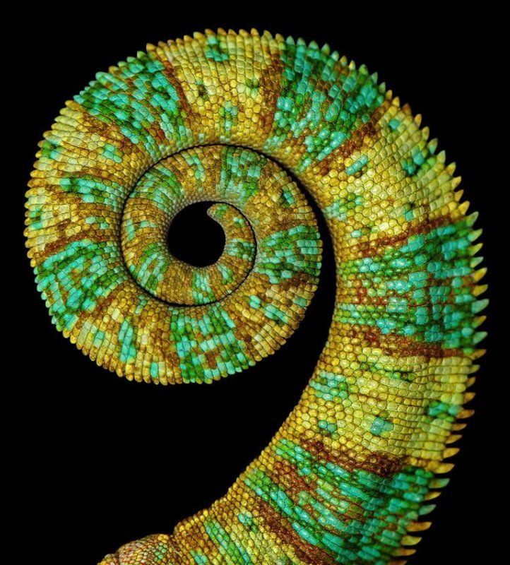 In The Land Of Dragons фото превью