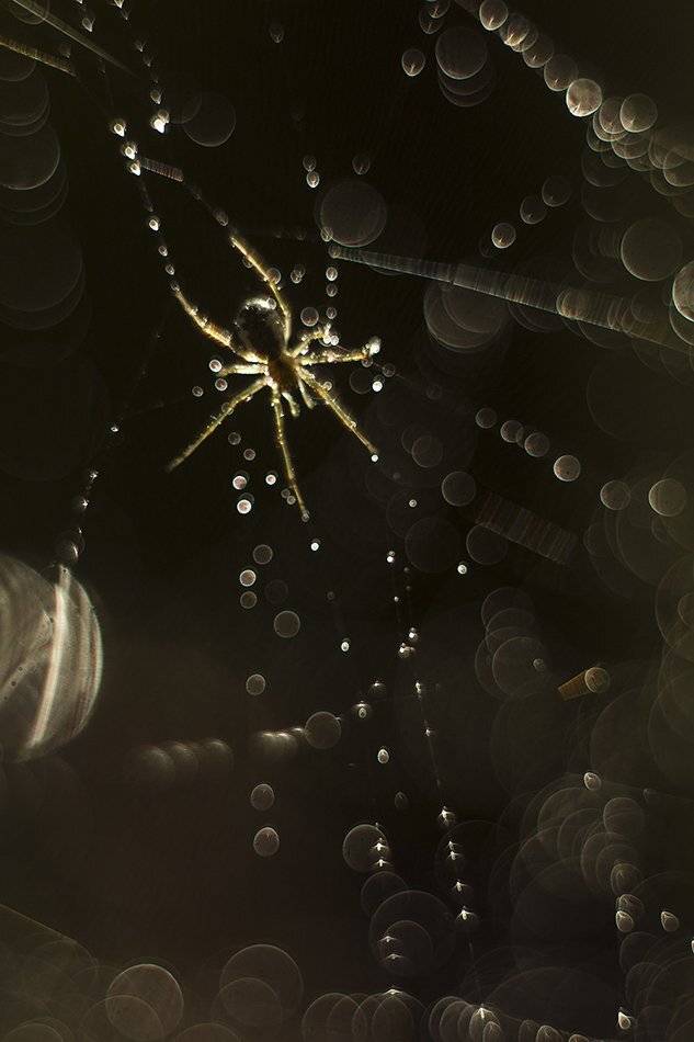 , Иваненко Светлана