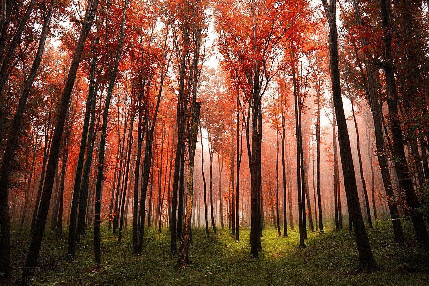 , Bogn&aacute;r P&eacute;ter