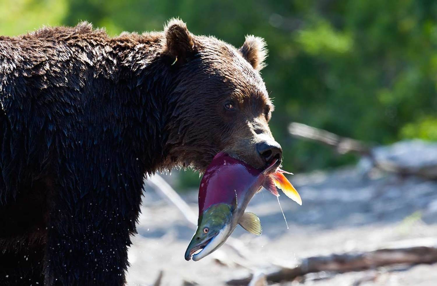 медведь, нерка, курильское озеро, южно-камчатский заказник, Дмитрий Уткин