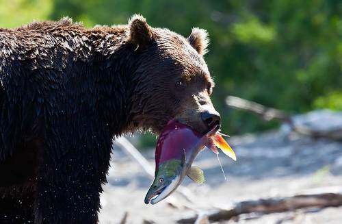 Недобрый взгляд