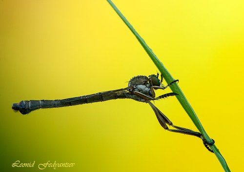 Портрет ктыря