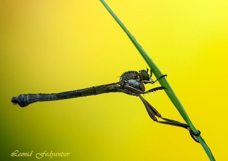 Портрет ктыря фото превью