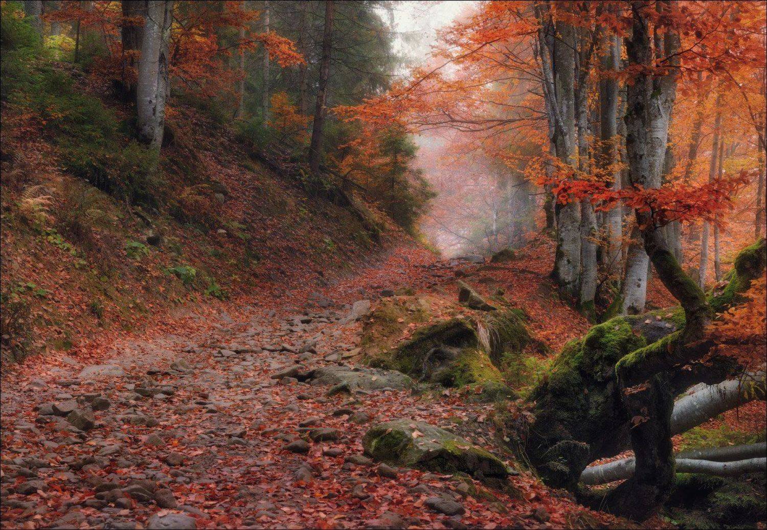 Гемба, Горы, Закарпатье, Карпати, Карпаты, Лес, Лощина, Осень, Туман, Шипот, Влад Соколовский