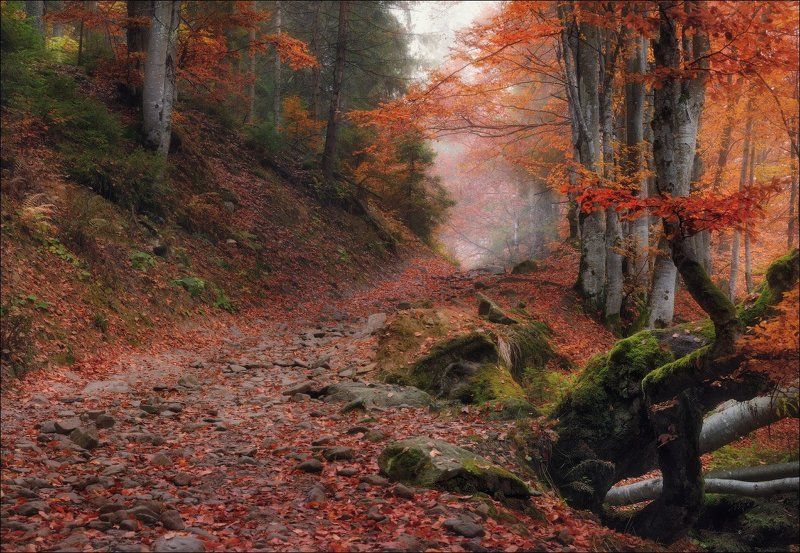 Гемба, Горы, Закарпатье, Карпати, Карпаты, Лес, Лощина, Осень, Туман, Шипот / Сонная лощина / фото превью